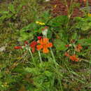 Primula cockburniana Hemsl. resmi