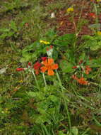 Image of Primula cockburniana Hemsl.