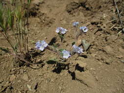 Imagem de Phacelia breweri A. Gray