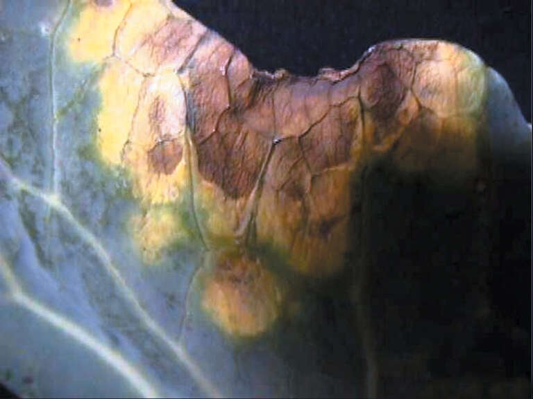 Image of Citrus canker