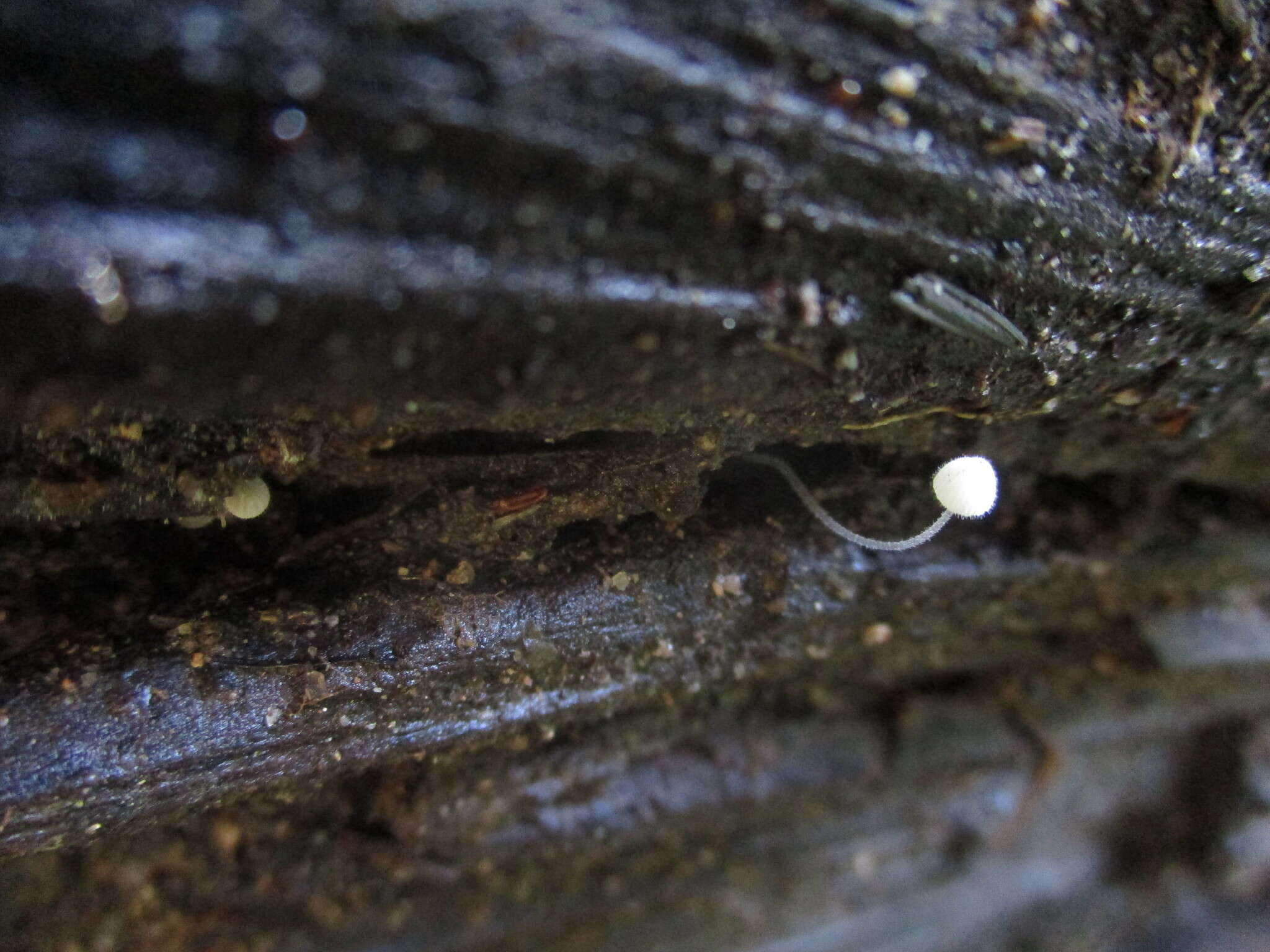 Sivun Mycena aciculata (A. H. Sm.) Desjardin & E. Horak 2002 kuva