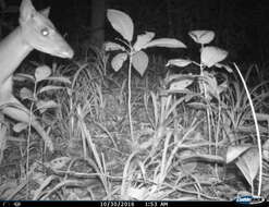 Image of Central American Red Brocket Deer