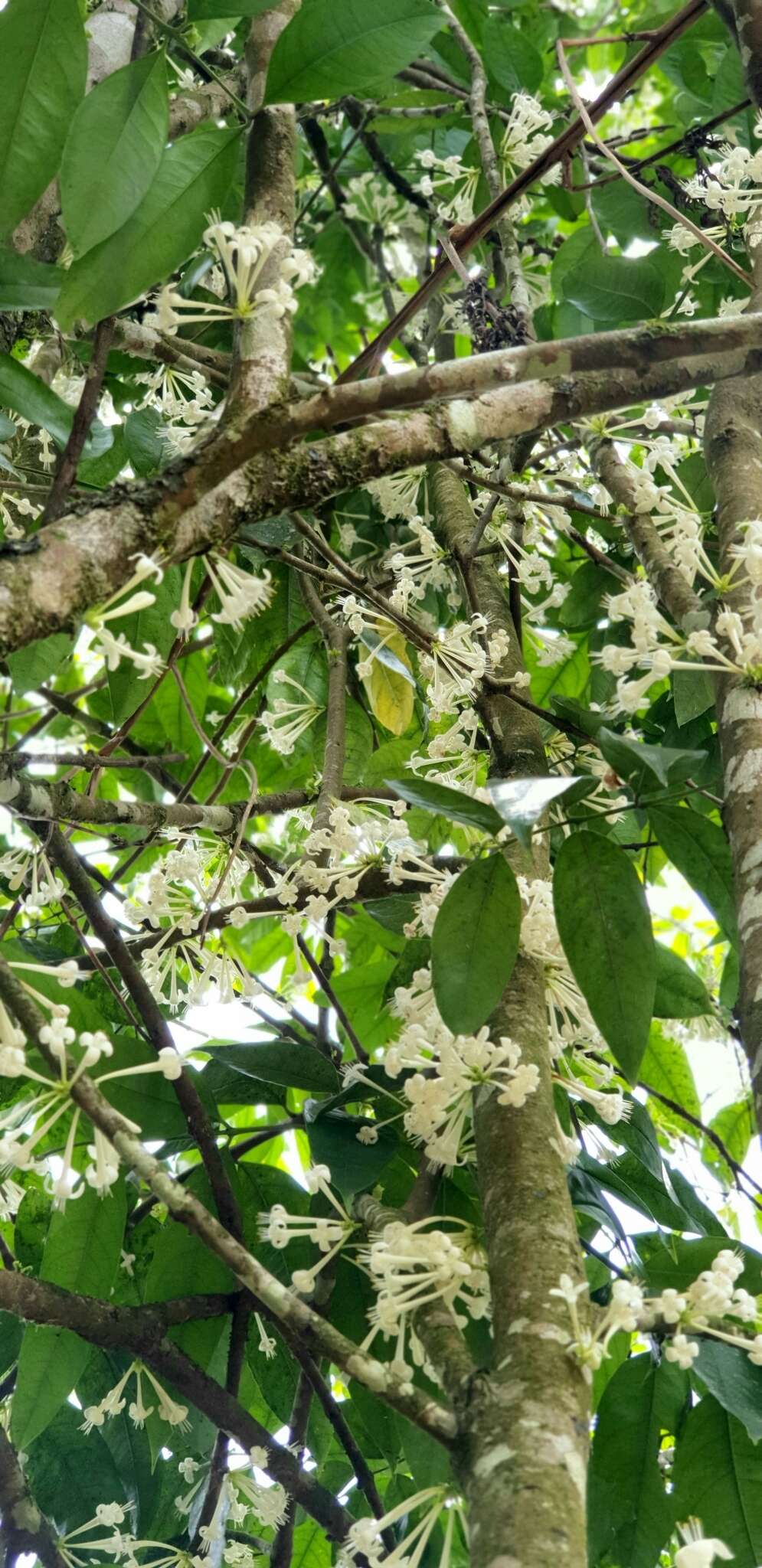 Image of Phaleria clerodendron F. Müll. ex Benth.