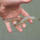 Image of Bluetailed shrimp