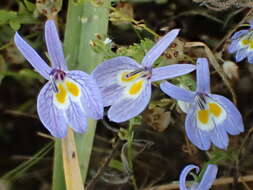 Image of Bach's calicoflower