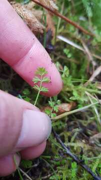 Imagem de Chaerophyllum ramosum (Hook. fil.) K. F. Chung