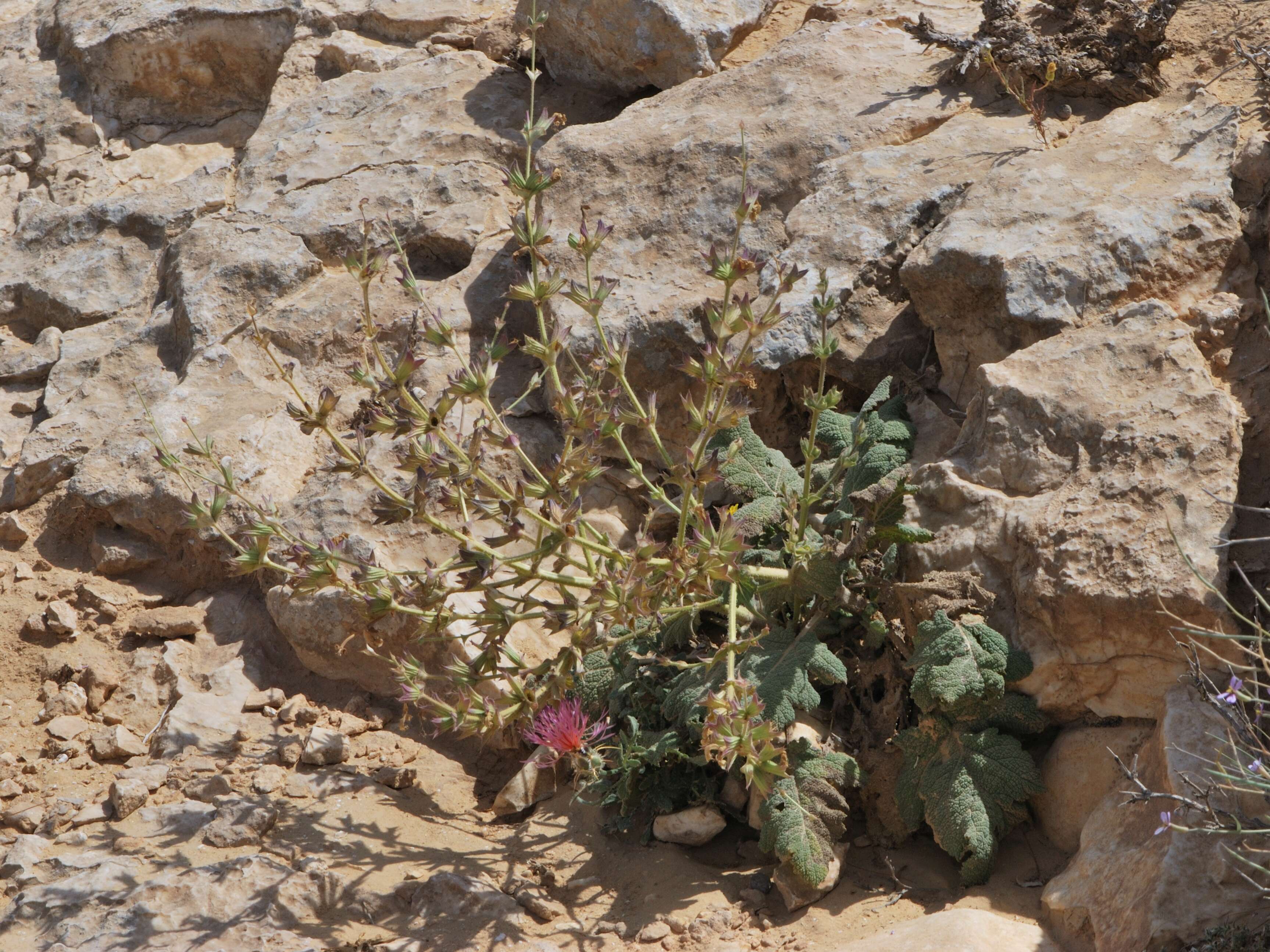 Image of Salvia palaestina Benth.