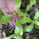 Image of Shrubby honeysuckle