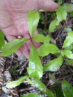 Image of Shrubby honeysuckle