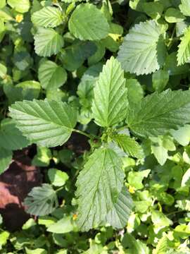 Image of threelobe false mallow