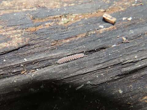 Image of Granulated Millipede