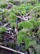 Image of pleuroziopsis moss