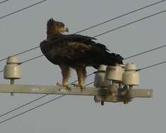 Image of Tawny Eagle