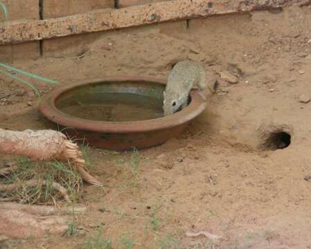 Image of gerbils, jirds, and relatives