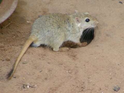 Image of gerbils, jirds, and relatives