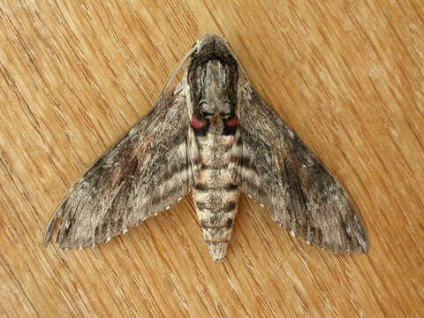 Image of convolvulus hawk moth