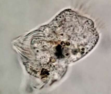 Image of Strobilidium caudatum