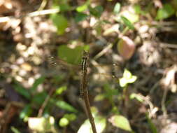 Hemistigma affine (Rambur 1842) resmi