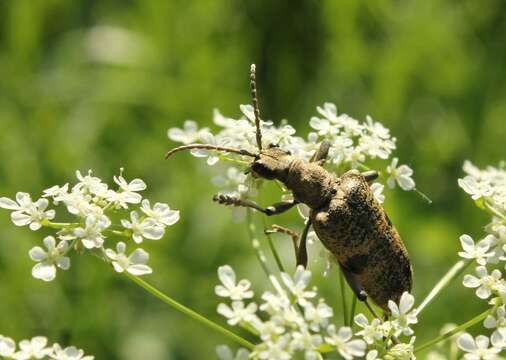 Image of Blackspotted Pliers Support Beetle