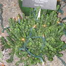 Image of Columnar Peperomia