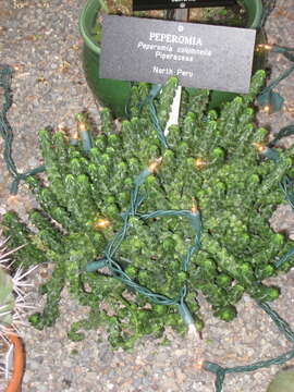 Image of Columnar Peperomia