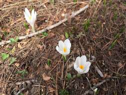 Image of dutch crocus, spring crocus