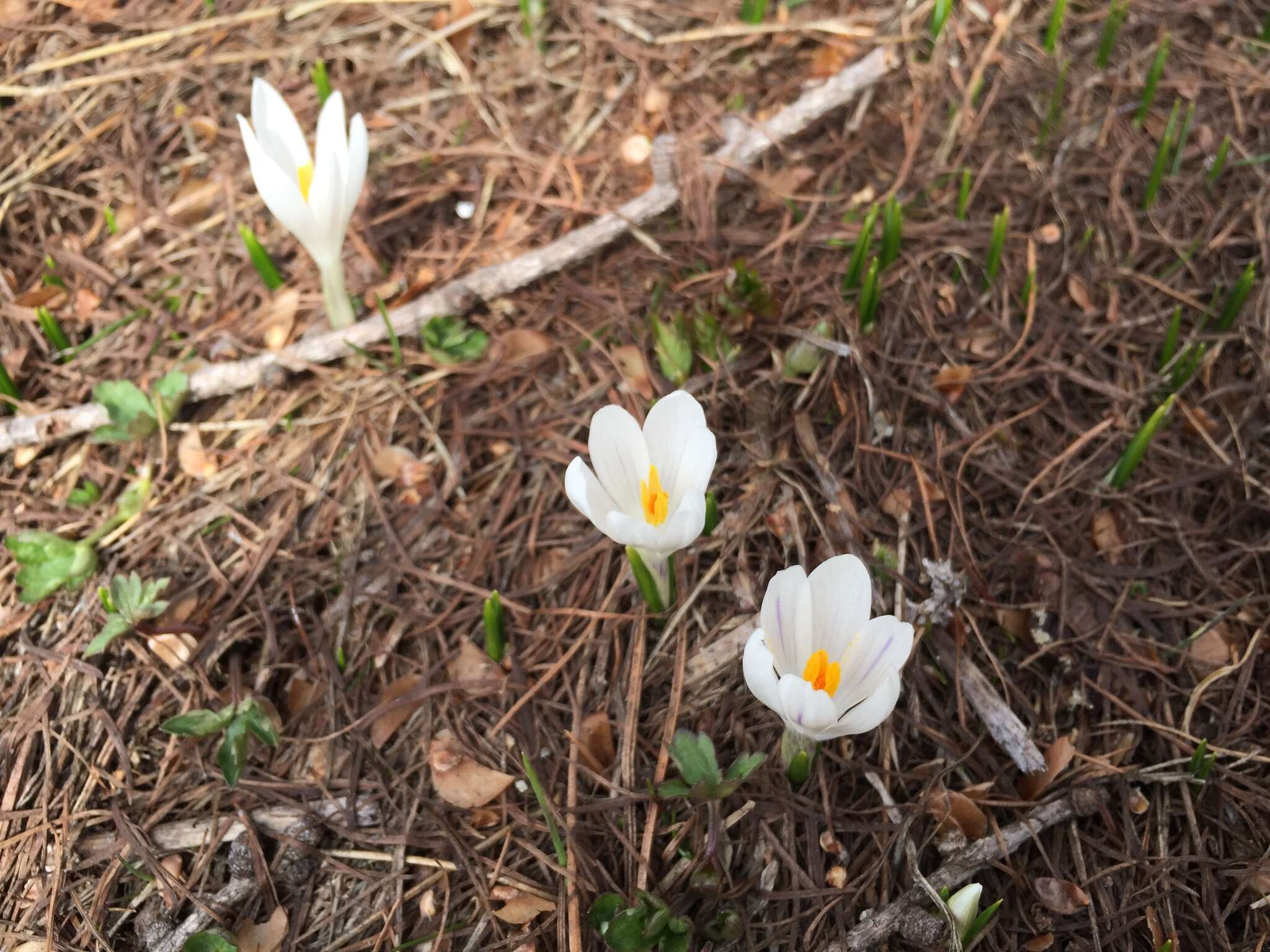 Image of dutch crocus, spring crocus