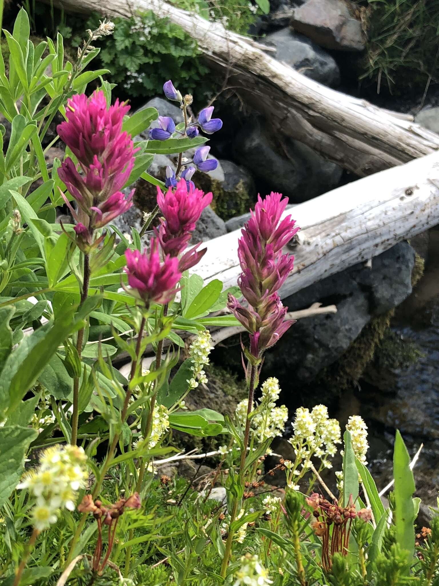 Image of Olympic Indian paintbrush