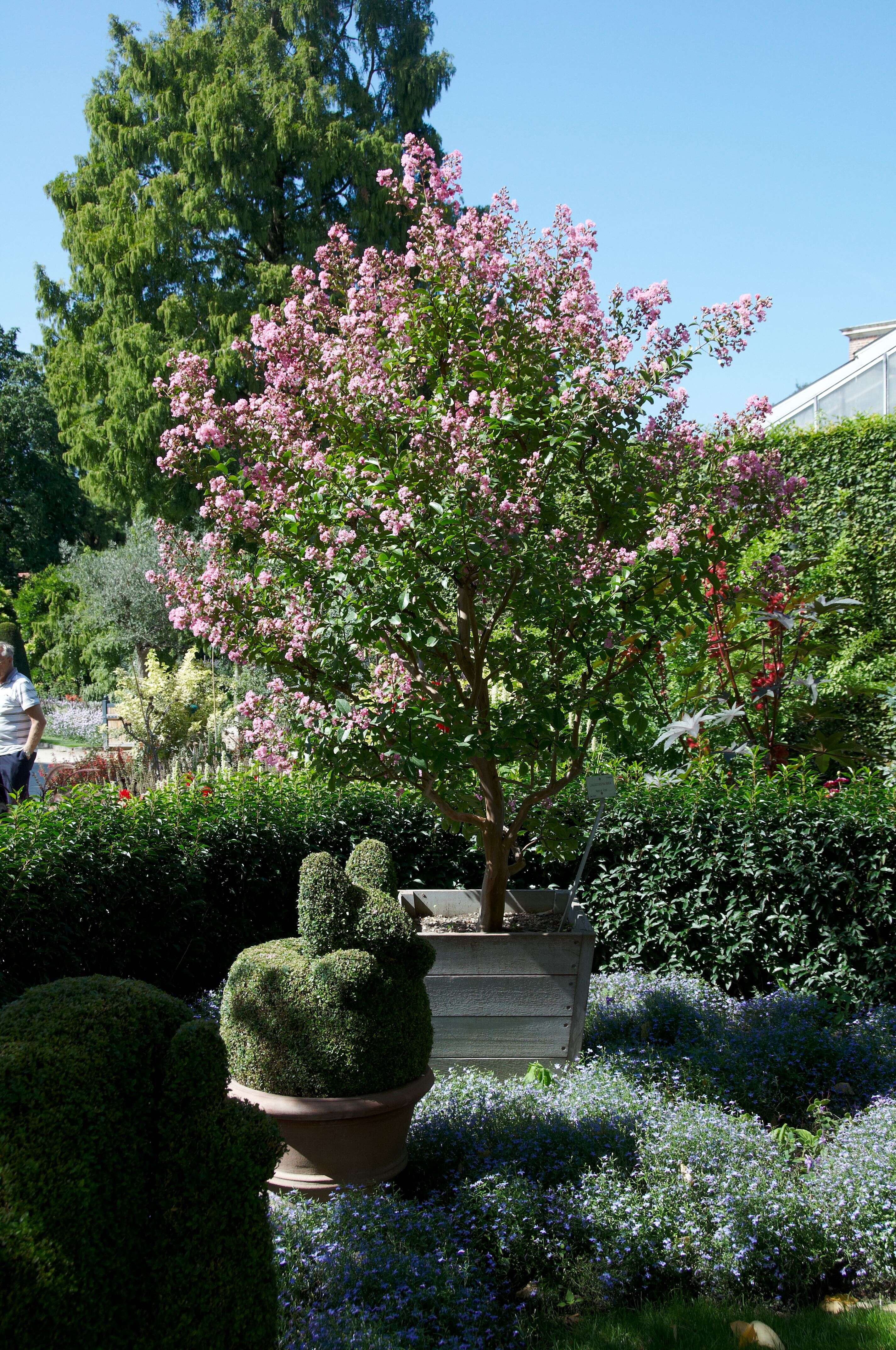 Image of Crape myrtle