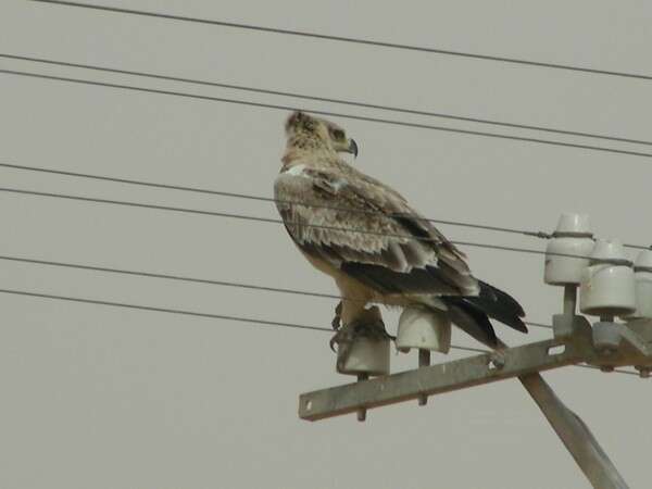 Image of Tawny Eagle