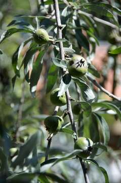 Plancia ëd Pyrus salicifolia Pall.