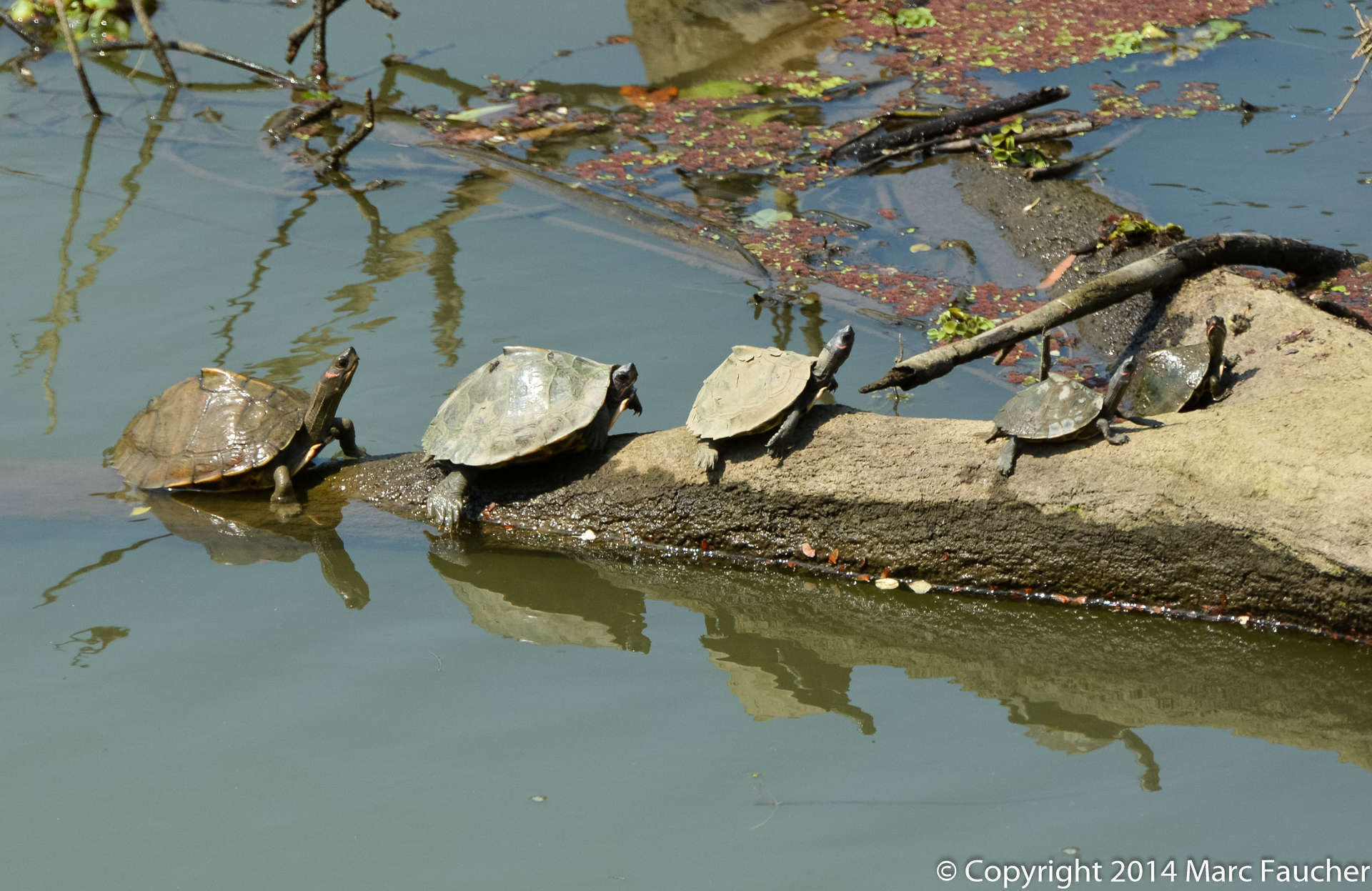 Image of Assam Roofed Turtle