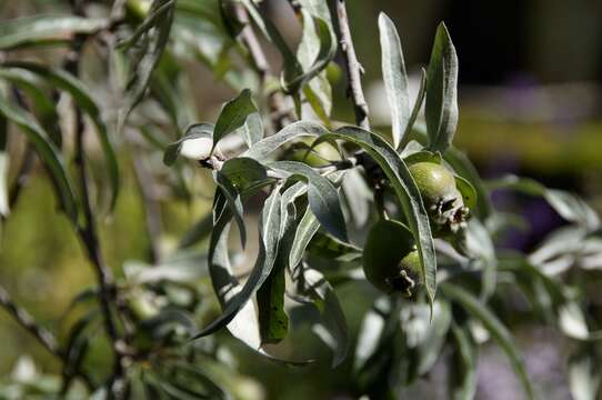 Image of Pyrus salicifolia Pall.