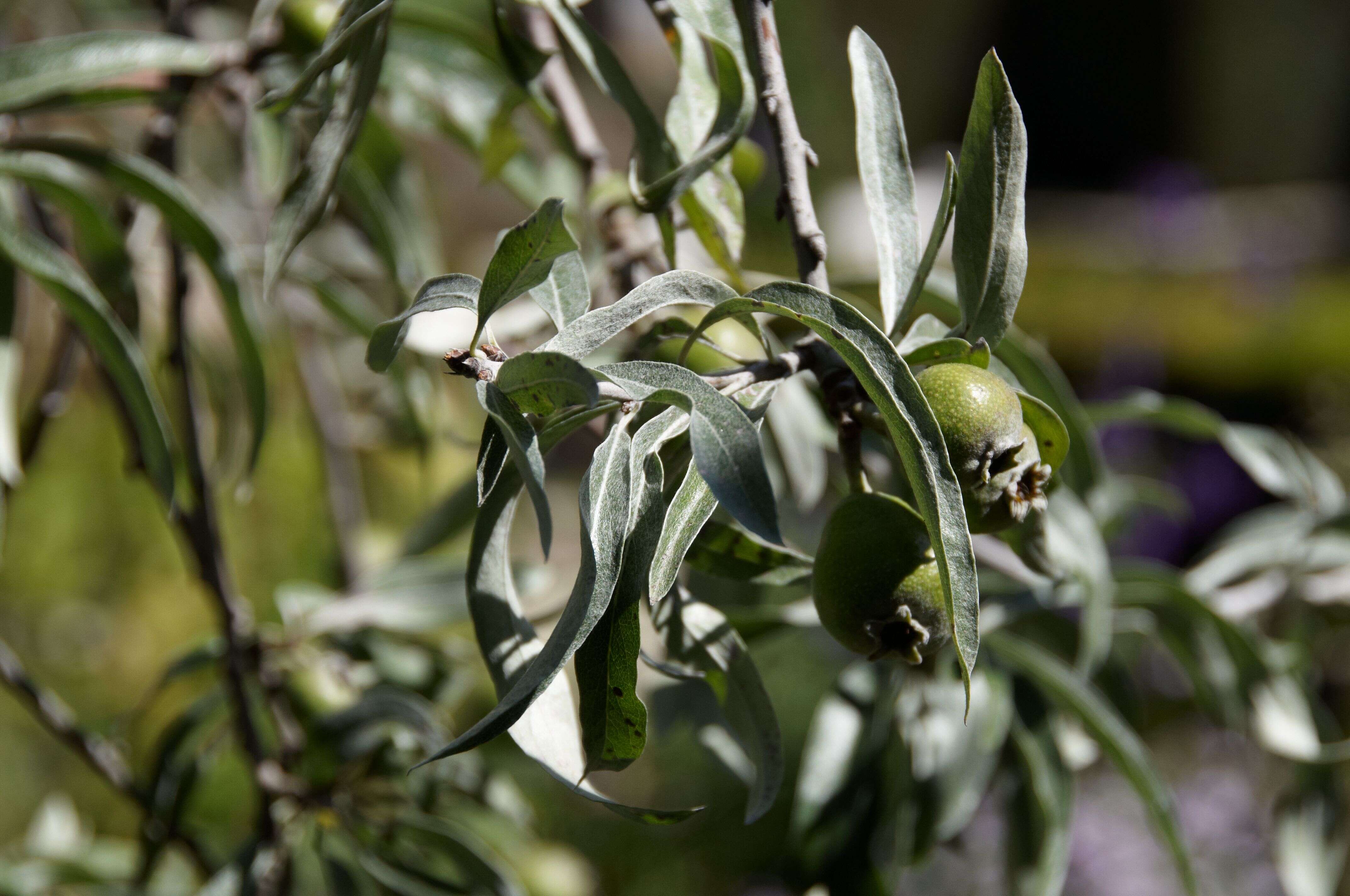 Plancia ëd Pyrus salicifolia Pall.