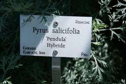 Plancia ëd Pyrus salicifolia Pall.