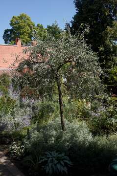 Plancia ëd Pyrus salicifolia Pall.