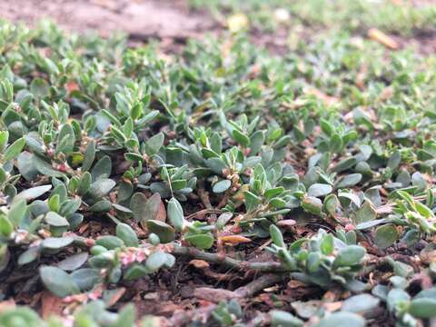 Image of box knotweed