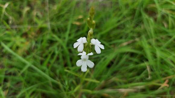 Image of denseflower witchweed