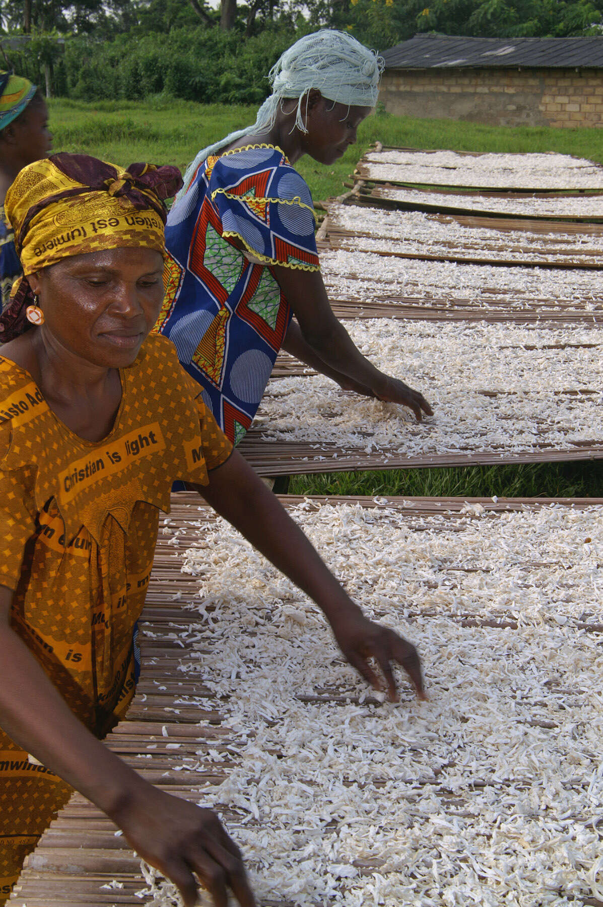 Image of cassava