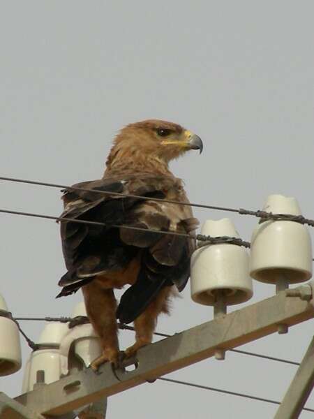 Image of Tawny Eagle