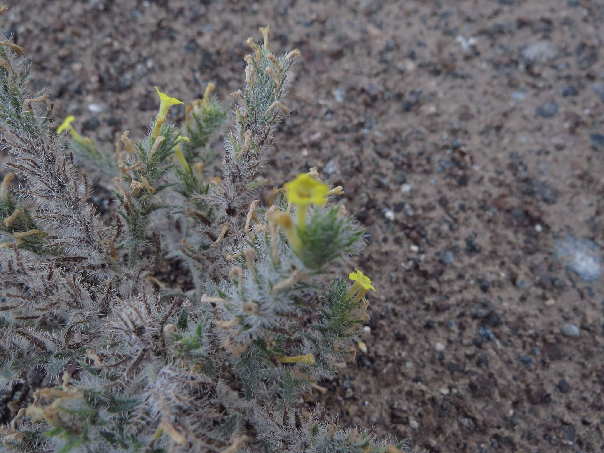 Слика од Arnebia hispidissima (Lehm.) DC.