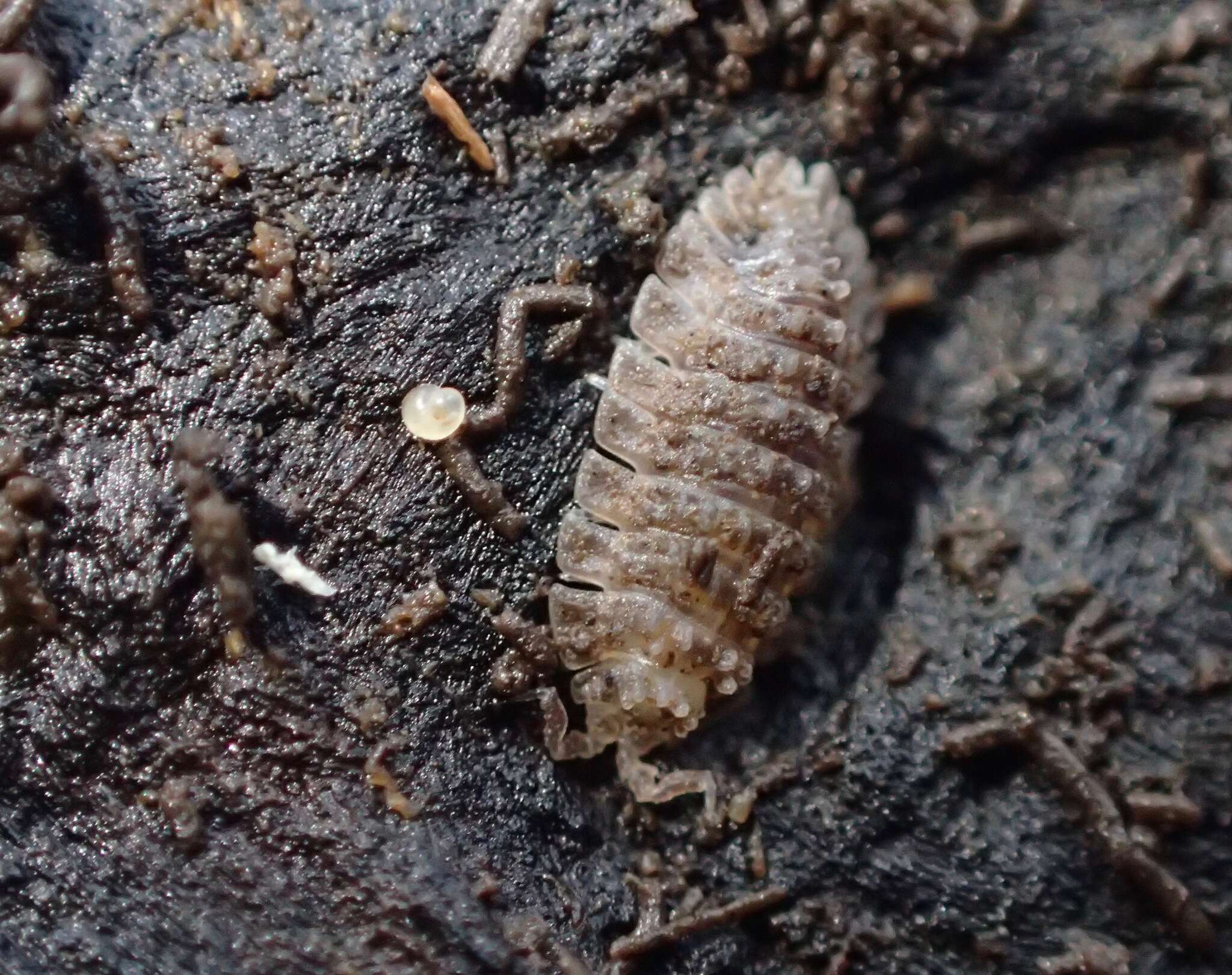 Image of Armadilloniscus coronacapitalis Menzies 1950