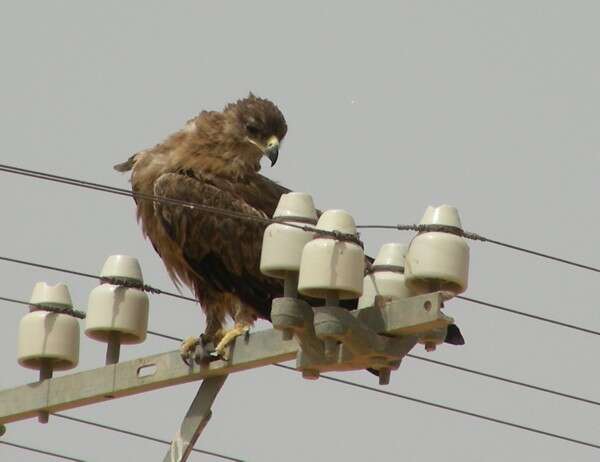 Image of Tawny Eagle