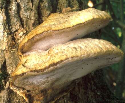 Image of Aurantiporus fissilis (Berk. & M. A. Curtis) H. Jahn ex Ryvarden 1978