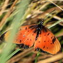 Image de Acraea natalica Boisduval 1847