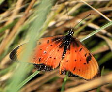 Image de Acraea natalica Boisduval 1847