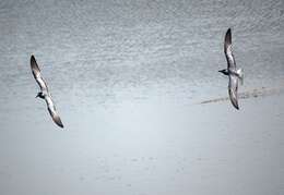 Image of Whiskered Tern