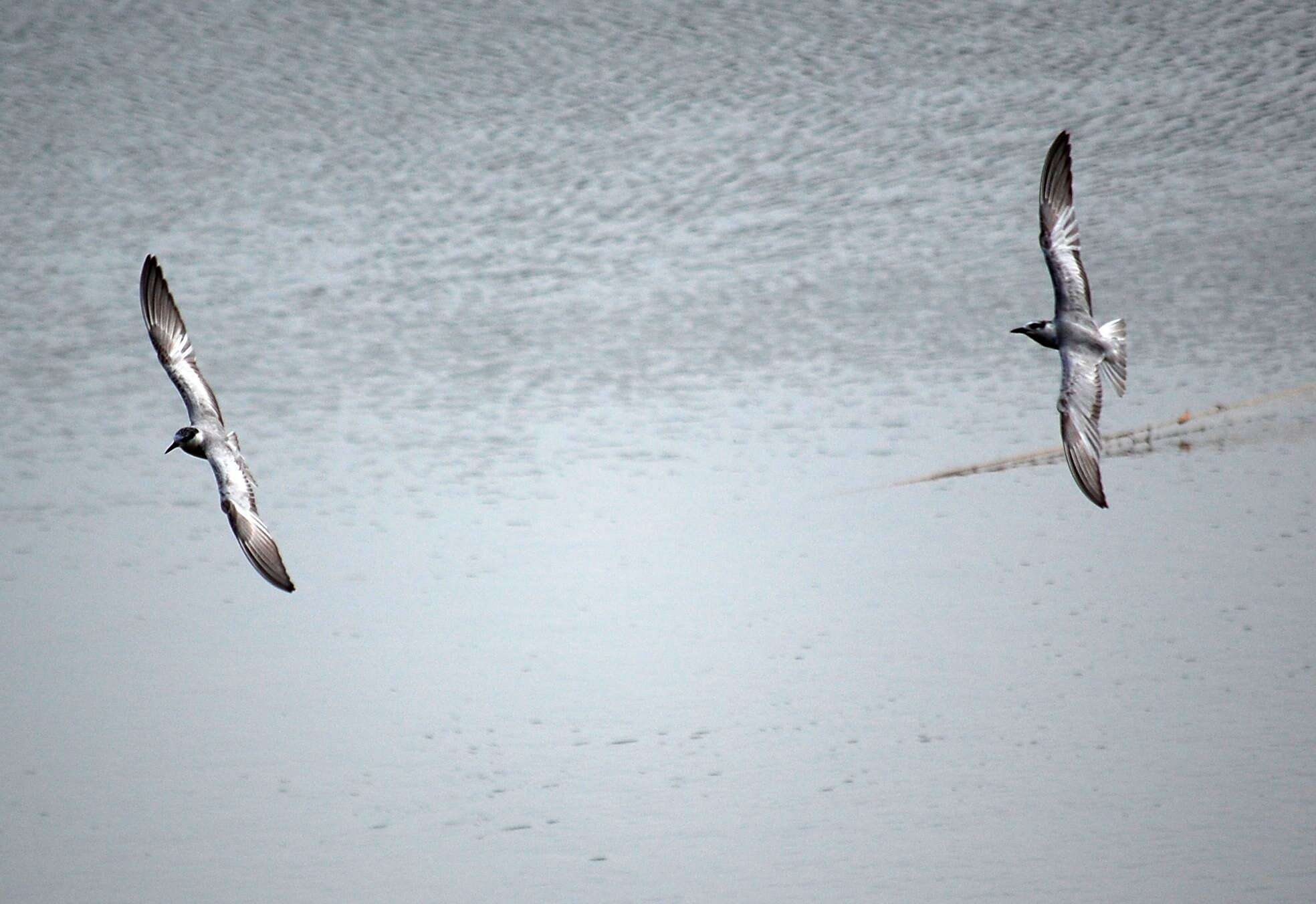 Image of Whiskered Tern