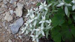 Image of Leontopodium japonicum var. shiroumense Nakai ex Kitam.