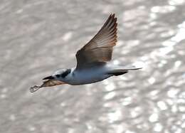 Image of Whiskered Tern